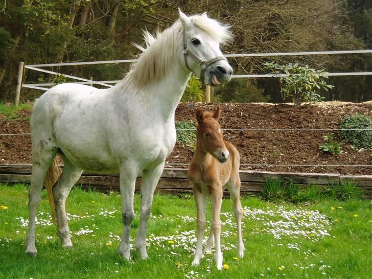 Anden særlig race Shah Noir's Shana bey - om morgenen, hvor madonna var blevet født om natten. billede 10