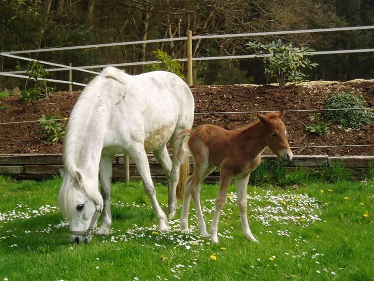 Anden særlig race Shah Noir's Shana bey - de er mine små øjesten! virkelige dejlige. <3 billede 11