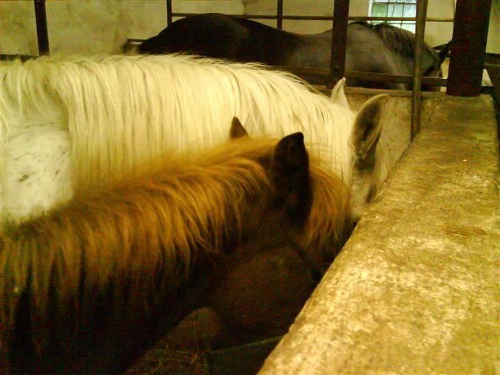 Anden særlig race Shah Noir's Shana bey - shana og madonna. i fuld gang med aftensmaden. (: billede 12