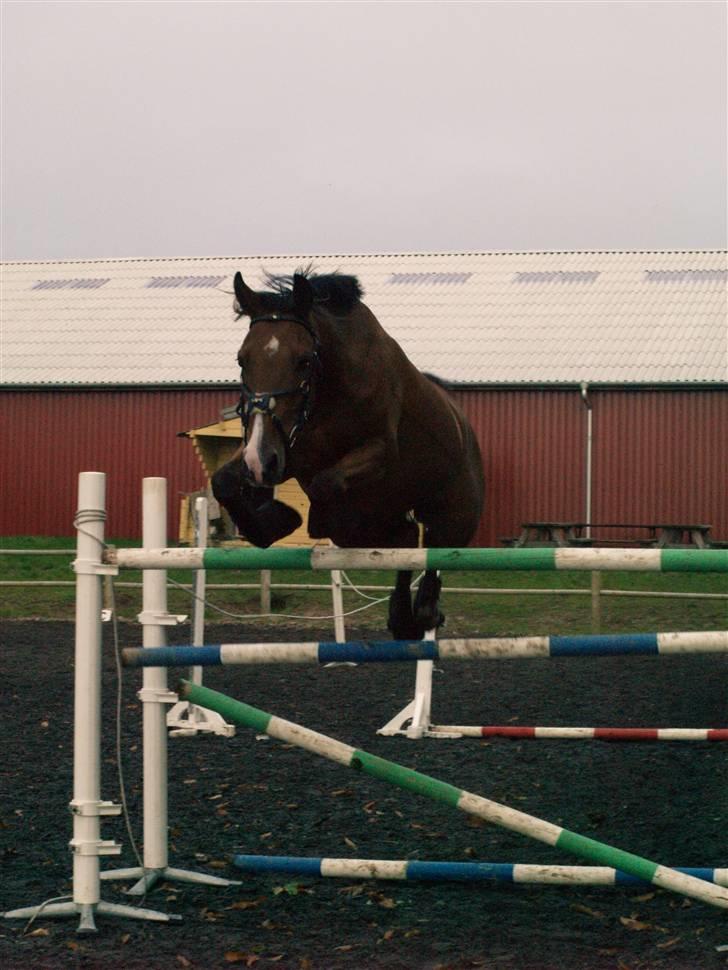 Anden særlig race Prins Preben RIP - løsspringer 145cm  billede 16