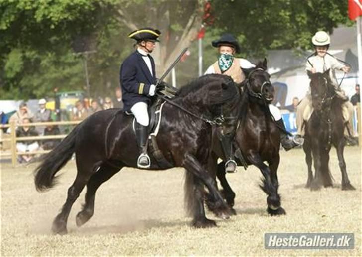 Fell pony Ellegaards Max billede 1