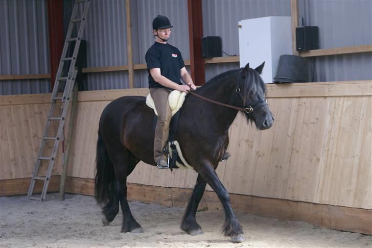 Fell pony Ellegaards Max billede 3