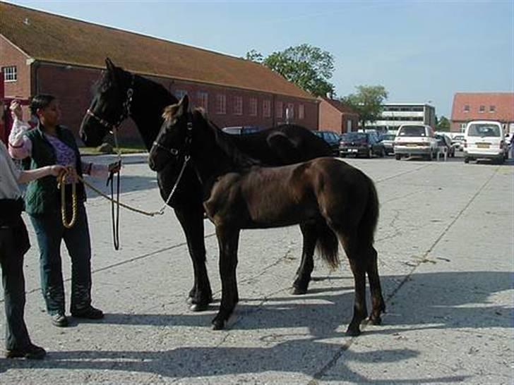 Frieser Hambrugs Othello - <3 billede 7