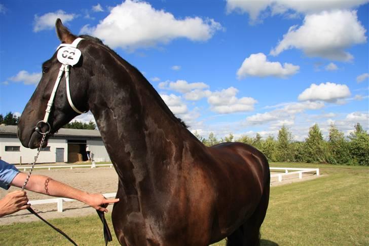 Frieser Hambrugs Othello - <3 billede 10