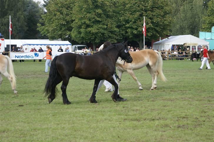 Fell pony Ellegaards Max billede 7