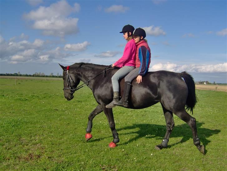 Traver gutta bee # R.I.P # billede 11