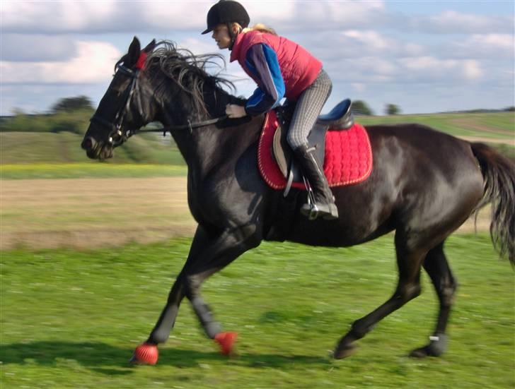 Traver gutta bee # R.I.P # billede 12