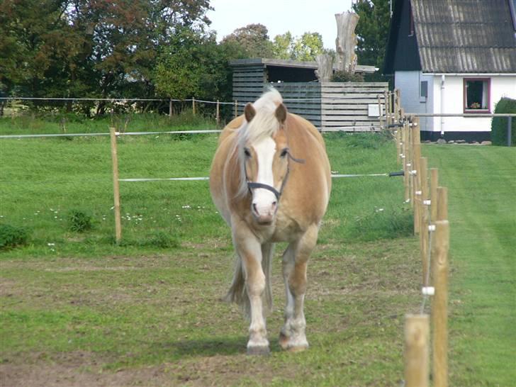 Haflinger Nylle billede 1