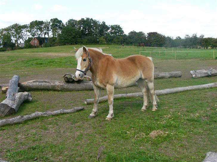 Haflinger Nylle billede 2