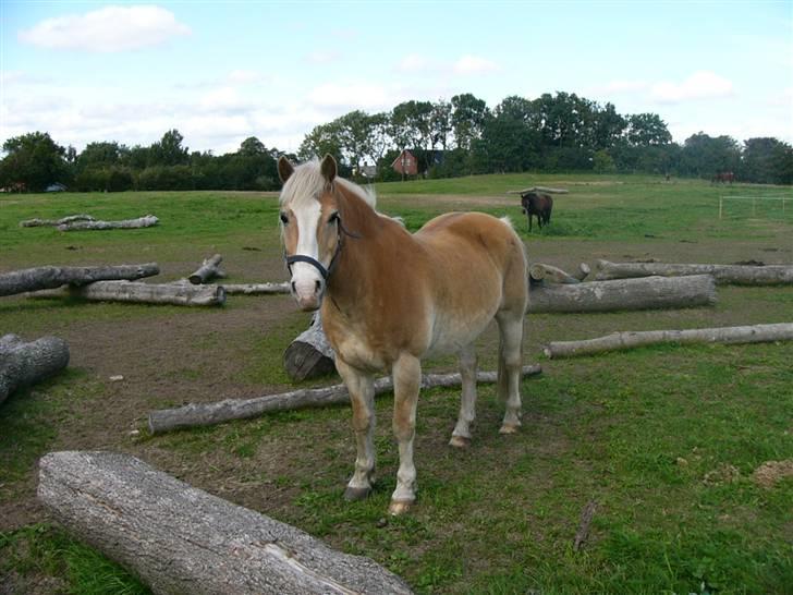 Haflinger Nylle billede 3