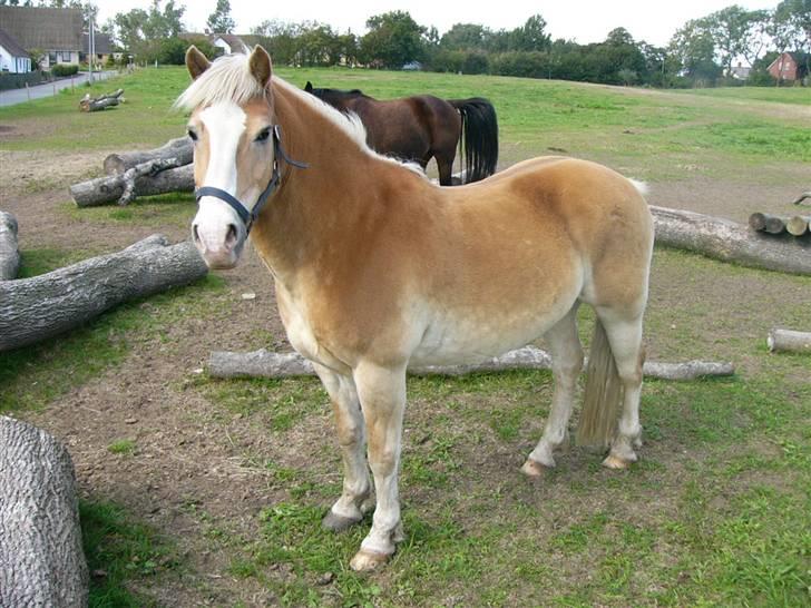 Haflinger Nylle billede 4