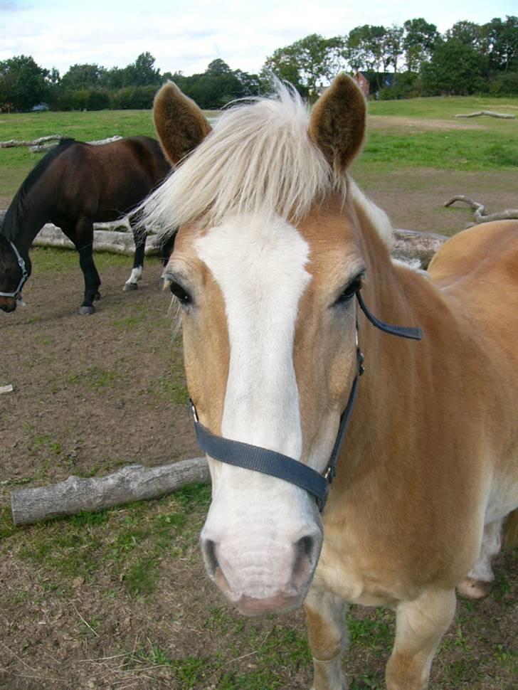 Haflinger Nylle billede 5