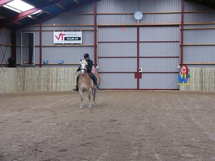 Haflinger Nylle billede 6