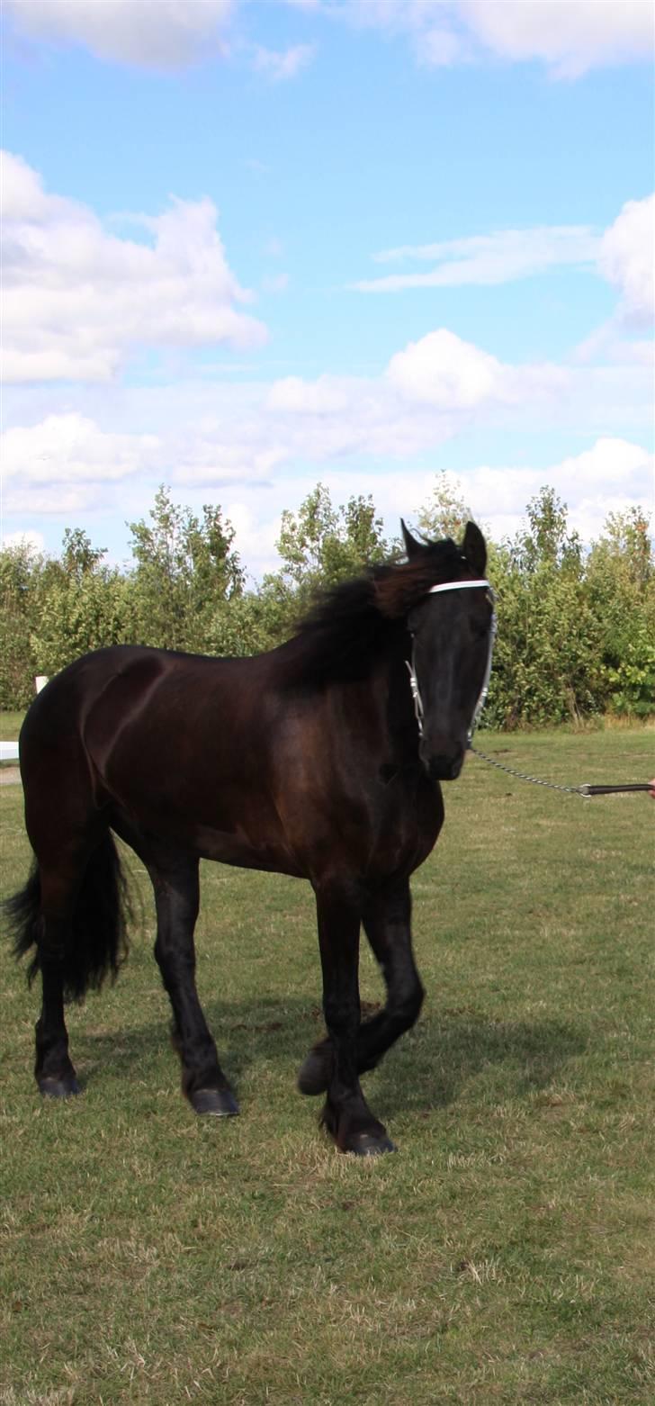 Frieser Hambrugs Othello - <3 billede 14