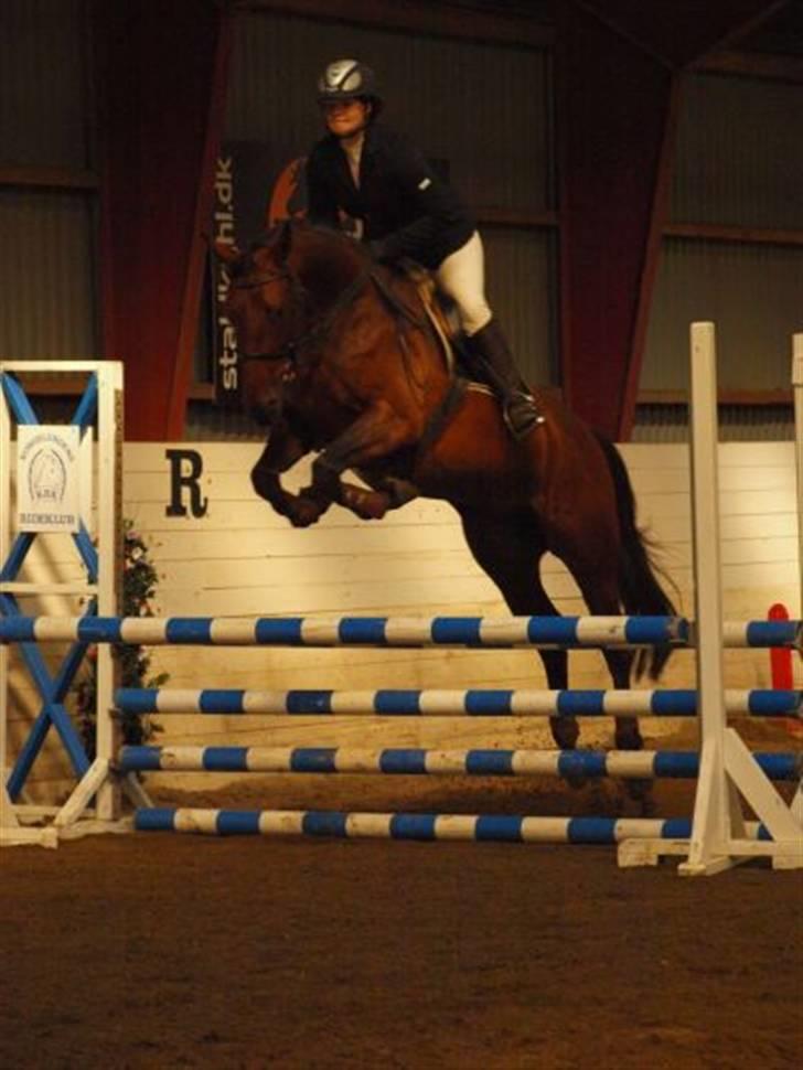 Tysk Oldenburger Carla SOLGT billede 1