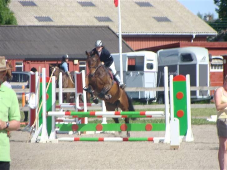 Tysk Oldenburger Carla SOLGT billede 3