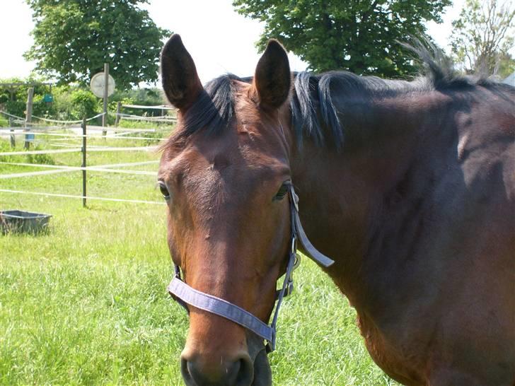 Tysk Oldenburger Carla SOLGT billede 4