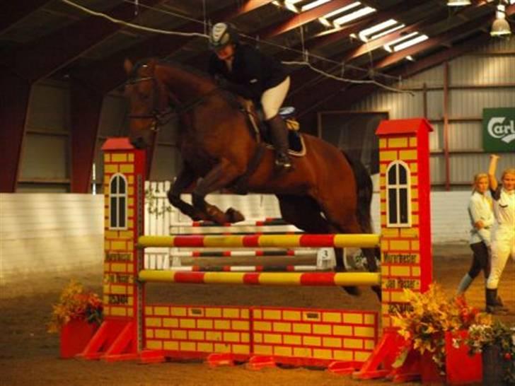 Tysk Oldenburger Carla SOLGT billede 5