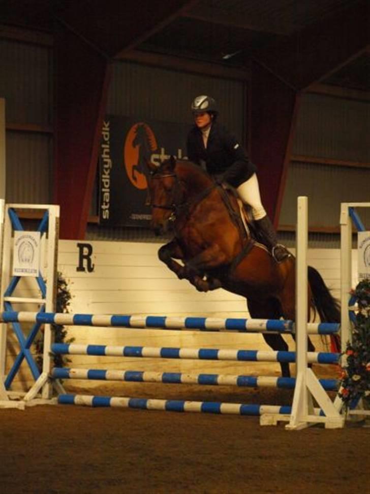 Tysk Oldenburger Carla SOLGT billede 6