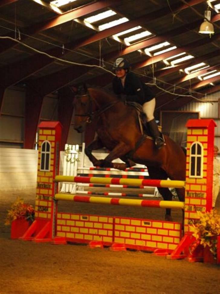 Tysk Oldenburger Carla SOLGT billede 7