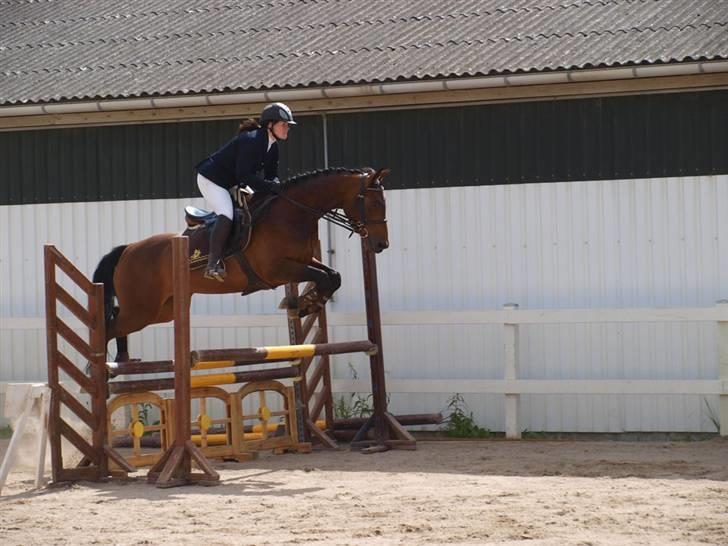 Tysk Oldenburger Carla SOLGT billede 8
