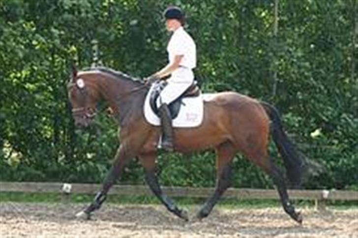 Tysk Oldenburger Carla SOLGT billede 9