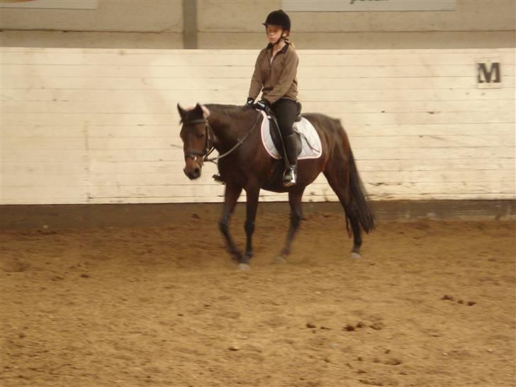 New Forest Beauty   Solgt - mig og Beauty rider bare lige så stille rundt billede 10