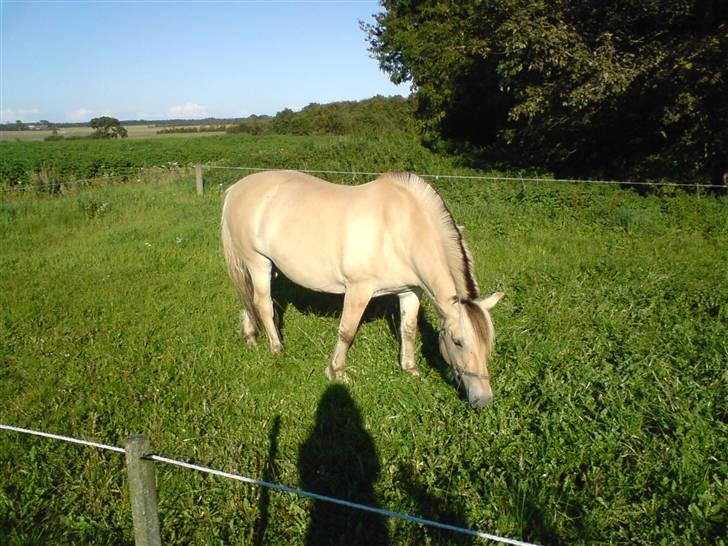 Fjordhest Eros R.I.P: billede 10