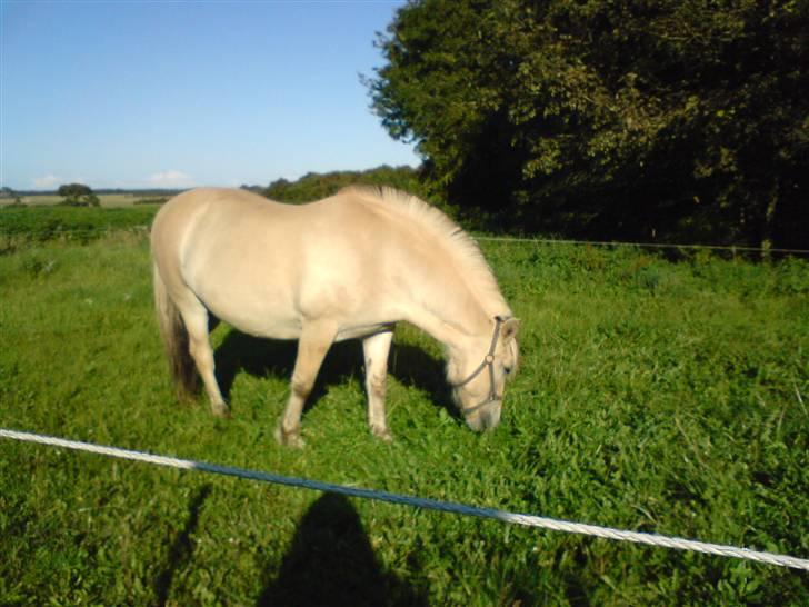 Fjordhest Eros R.I.P: billede 11