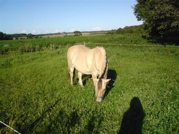 Fjordhest Eros R.I.P: billede 12