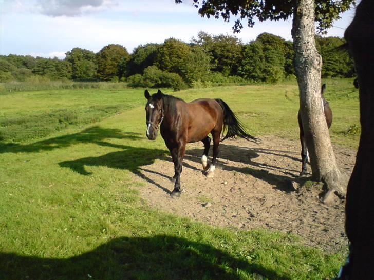 Oldenborg Milan billede 16