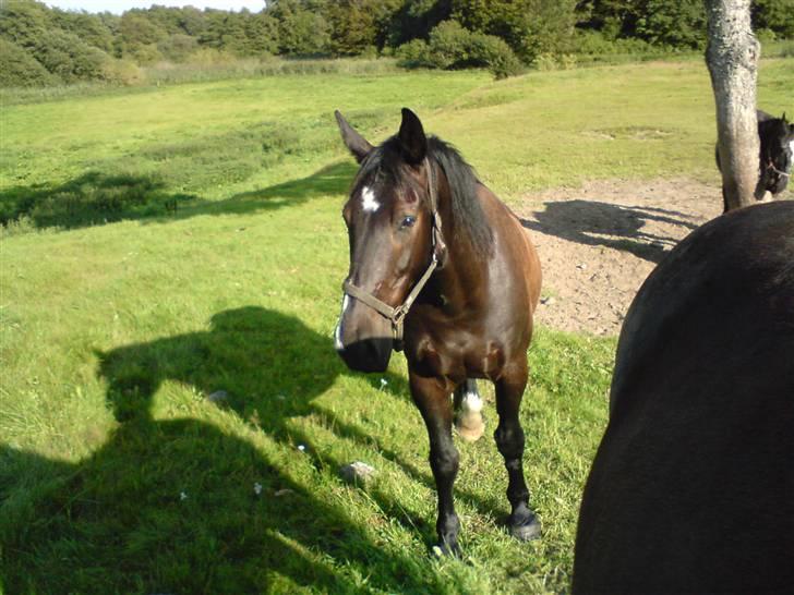 Oldenborg Milan billede 17