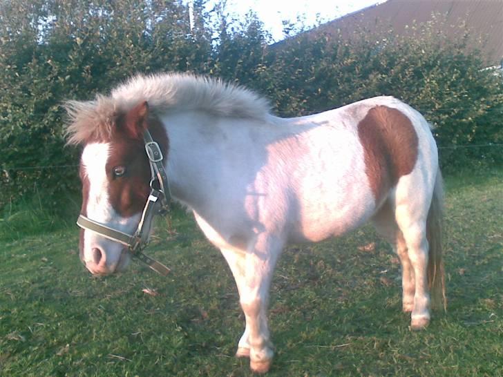 Shetlænder Trille<3 - Nyyt - Foto: Tanja Jensen billede 13