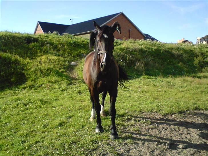 Oldenborg Milan billede 18