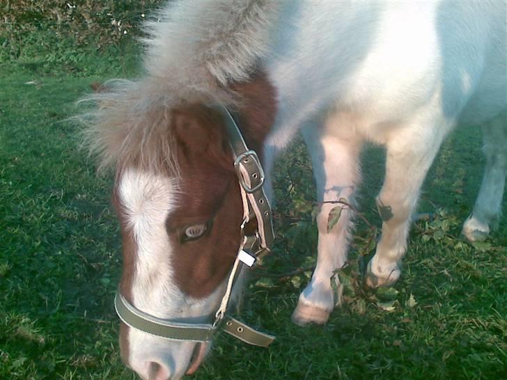 Shetlænder Trille<3 - Nyyt - Foto: Tanja Jensen billede 14