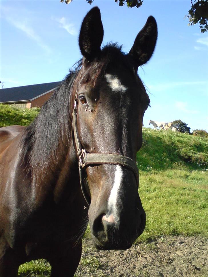 Oldenborg Milan billede 19