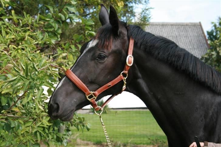 Oldenborg Damshauges Ferrai - R.I.P. billede 13