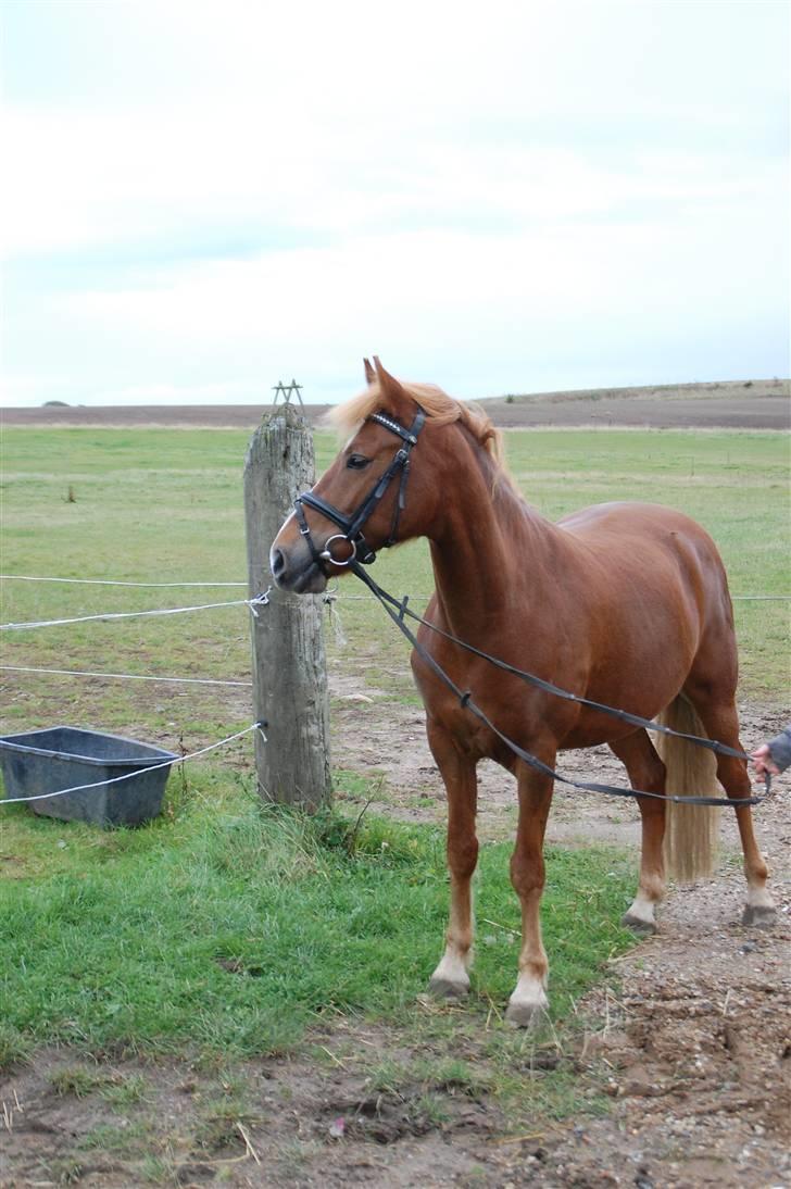 New Forest Remontes Bigben R.I.P <3 billede 4