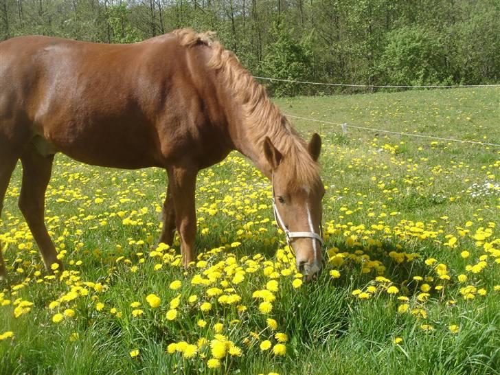 New Forest Remontes Bigben R.I.P <3 billede 11