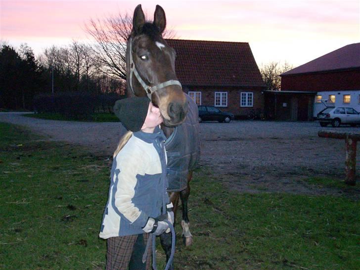 Holstener Corano billede 5