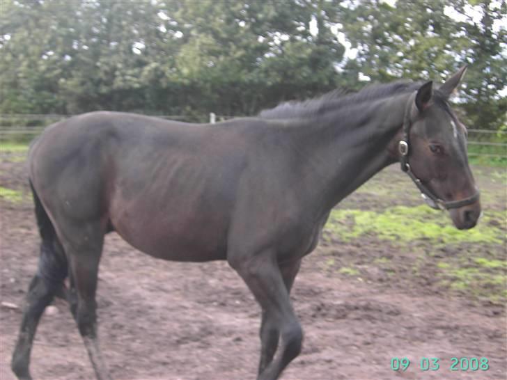 Dansk Varmblod wajes nevada SOLGT  billede 6