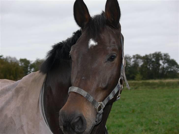 Holstener Corano billede 8