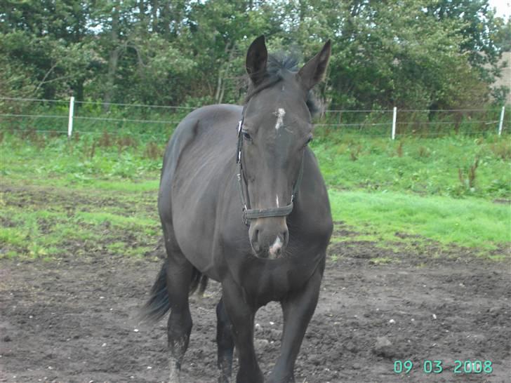 Dansk Varmblod wajes nevada SOLGT  billede 7