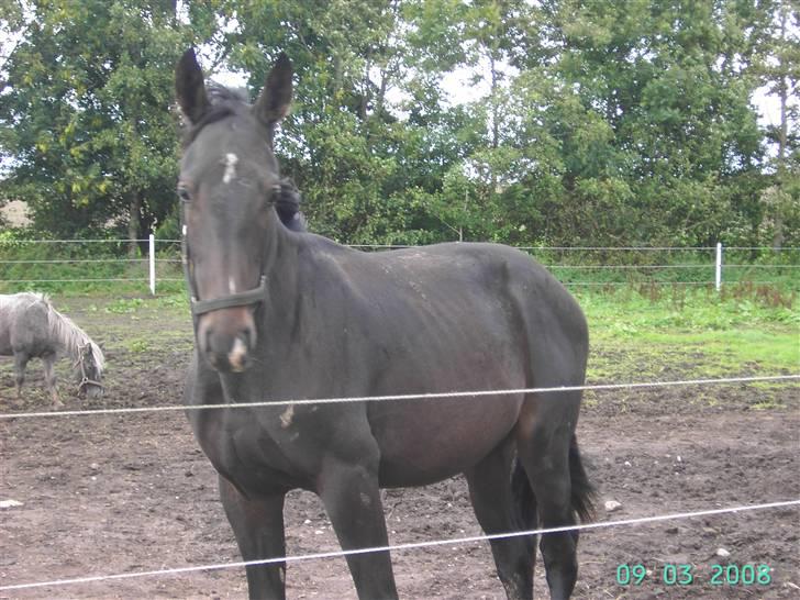 Dansk Varmblod wajes nevada SOLGT  billede 8