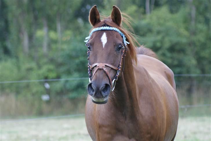Sportsaraber (A) kashmir - Fotograf: Cecilie Rasmussen billede 16