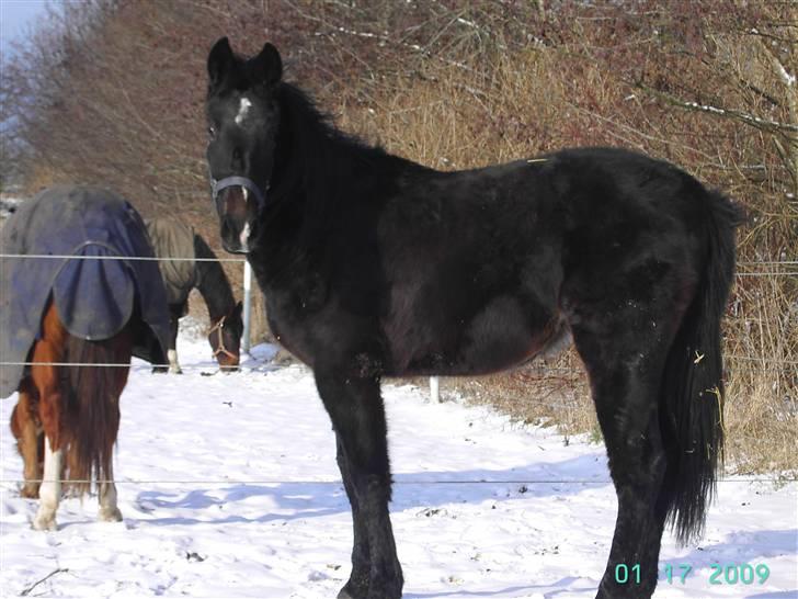 Dansk Varmblod wajes nevada SOLGT  billede 9
