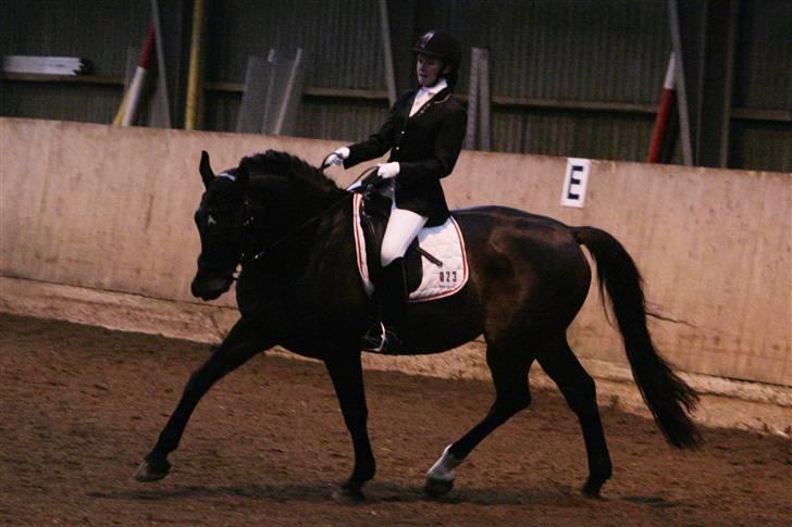 Holstener Corano - LA4 i Revsø d. 25/1 09 - taget af Nina (Schmølz) billede 13