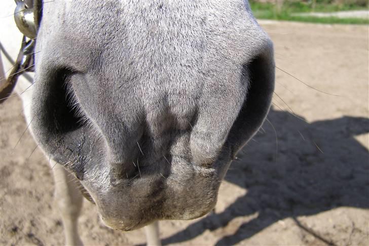 New Forest Flikasja*solgt* billede 16