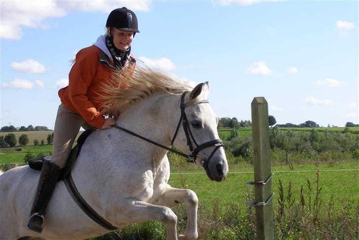 New Forest Flikasja*solgt* billede 17