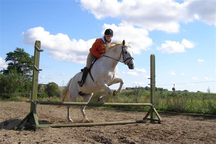 New Forest Flikasja*solgt* billede 18